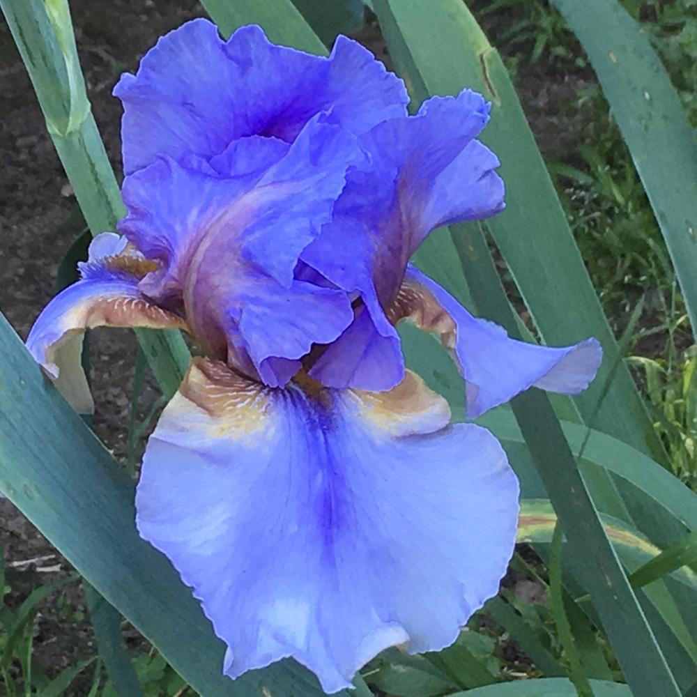 Photo of Tall Bearded Iris (Iris 'Collage') uploaded by lilpod13