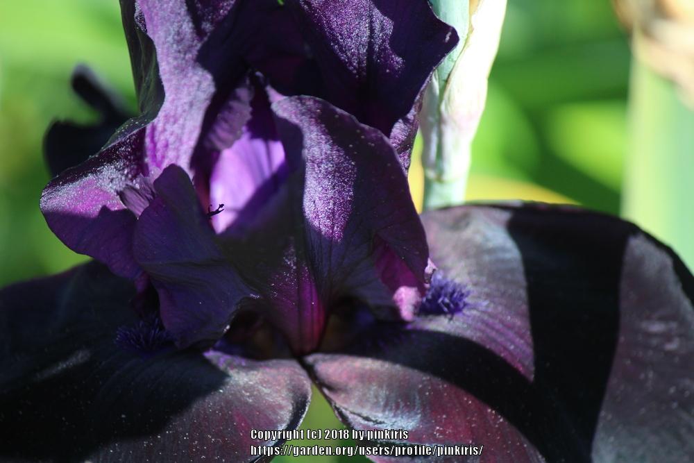 Photo of Tall Bearded Iris (Iris 'Anvil of Darkness') uploaded by pinkiris