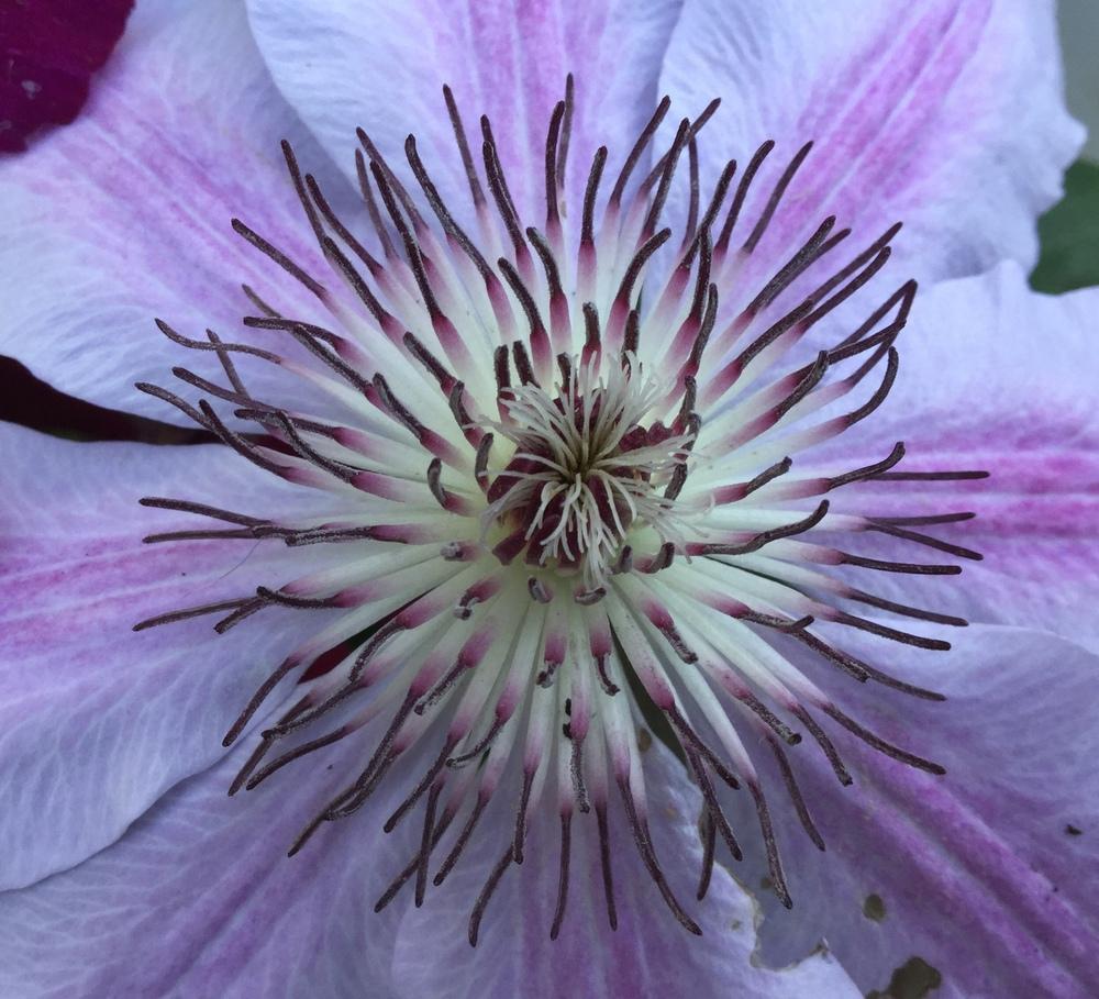 Photo of Clematis 'Nelly Moser' uploaded by scflowers