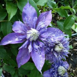 Location: My Caffeinated Garden, Grapevine, TX
Date: April, 2018
My newest clematis addition!