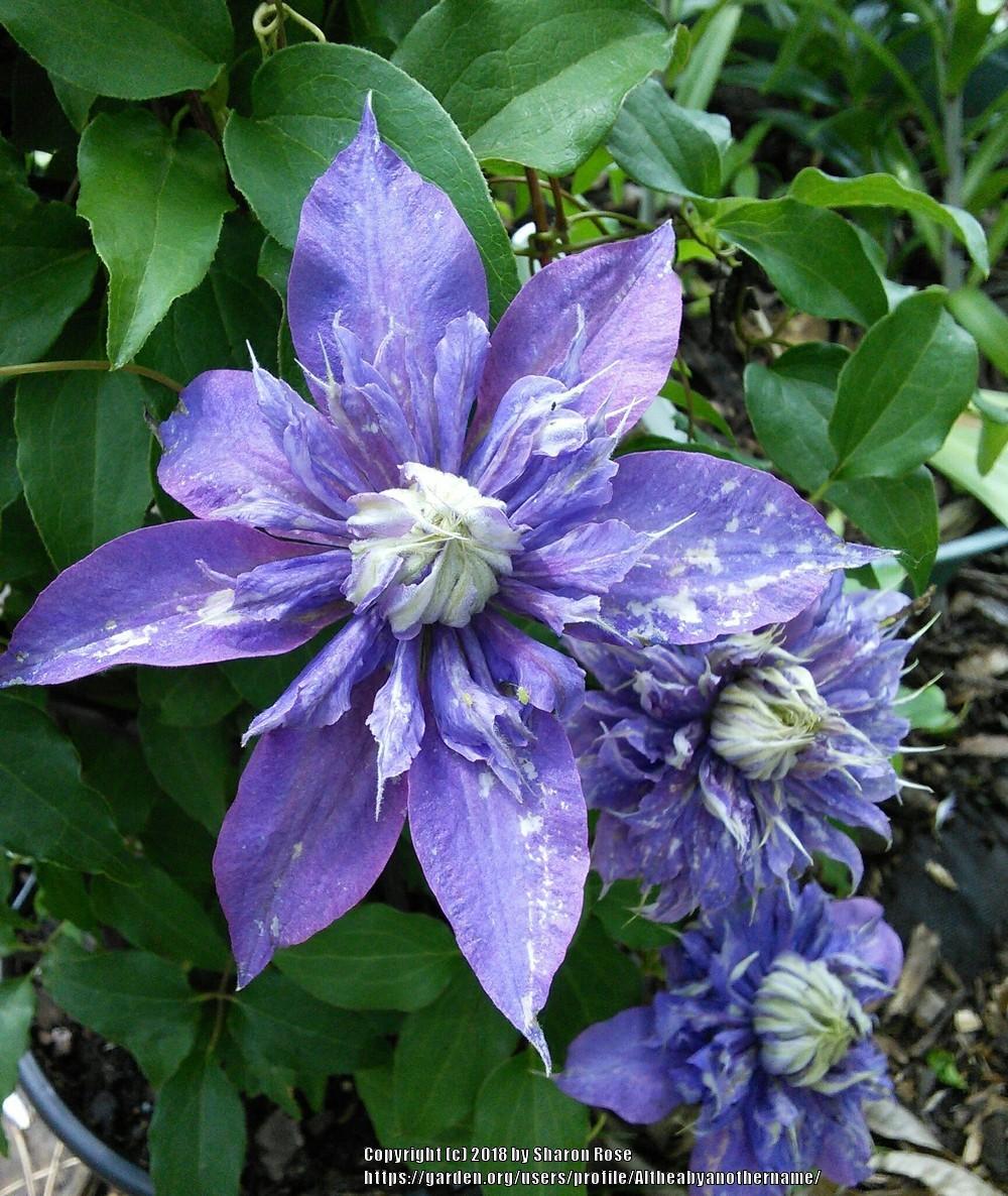 Photo of Clematis Diamantina™ uploaded by Altheabyanothername