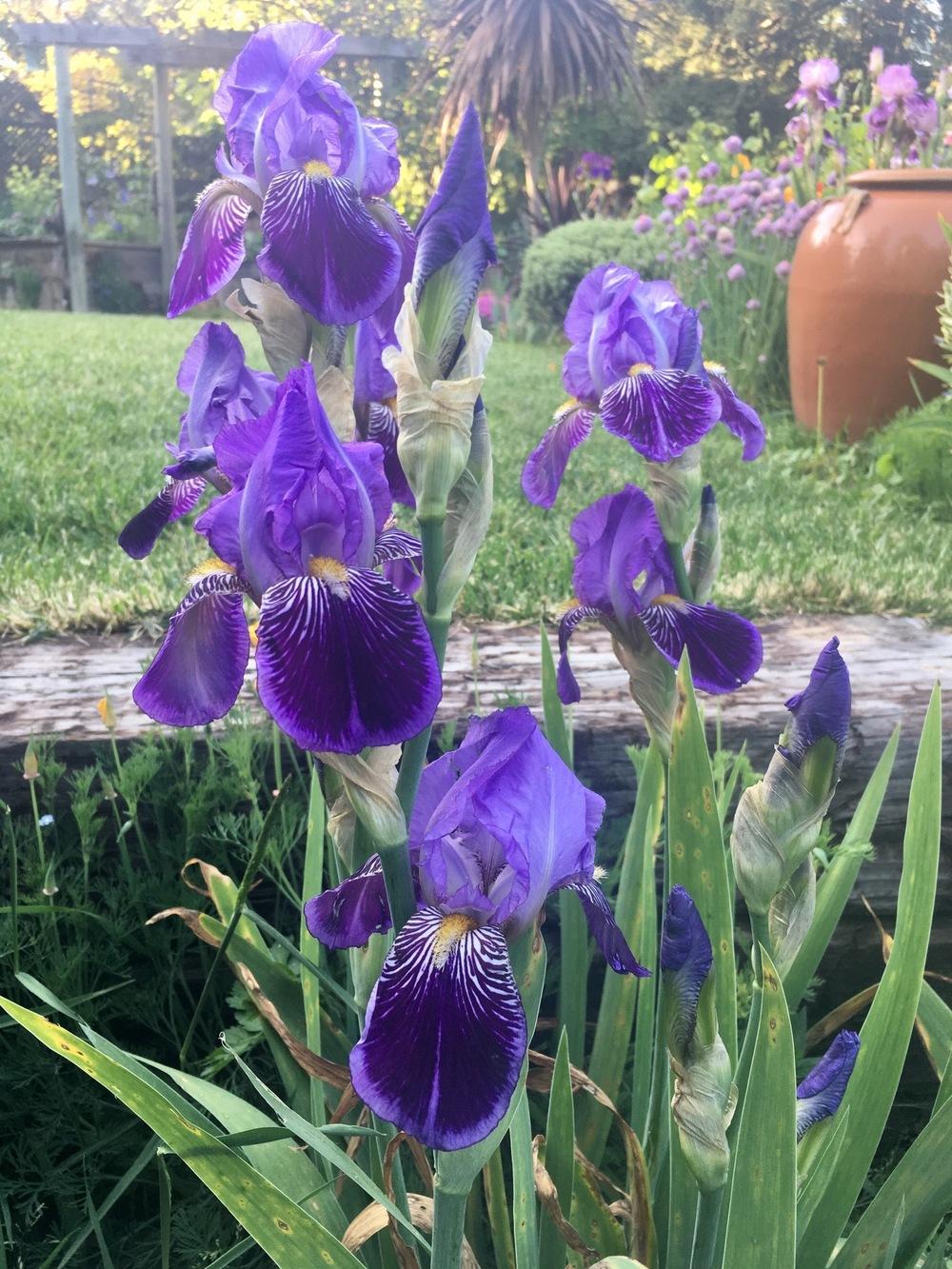 Photo of Tall Bearded Iris (Iris 'Monsignor') uploaded by Calif_Sue