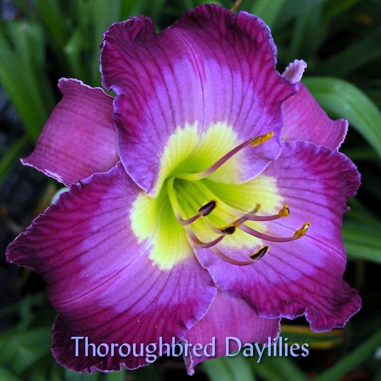 Photo of Daylily (Hemerocallis 'Arnette Zapel') uploaded by DaylilySLP