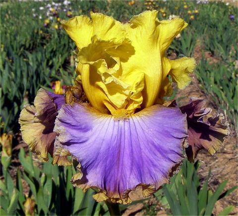 Photo of Tall Bearded Iris (Iris 'Brighton Beach') uploaded by Joy