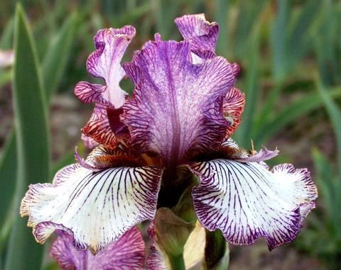 Photo of Tall Bearded Iris (Iris 'Apollo One') uploaded by Joy
