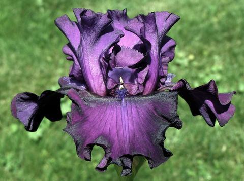 Photo of Tall Bearded Iris (Iris 'Diabolique') uploaded by Joy