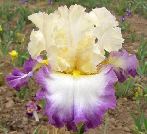 Photo of Tall Bearded Iris (Iris 'Day on the Bay') uploaded by Joy
