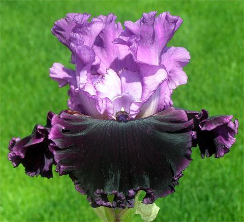 Photo of Tall Bearded Iris (Iris 'Dangerous Liaison') uploaded by Joy