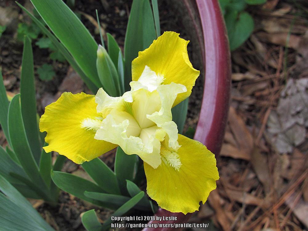 Photo of Standard Dwarf Bearded Iris (Iris 'Vavoom') uploaded by Lestv