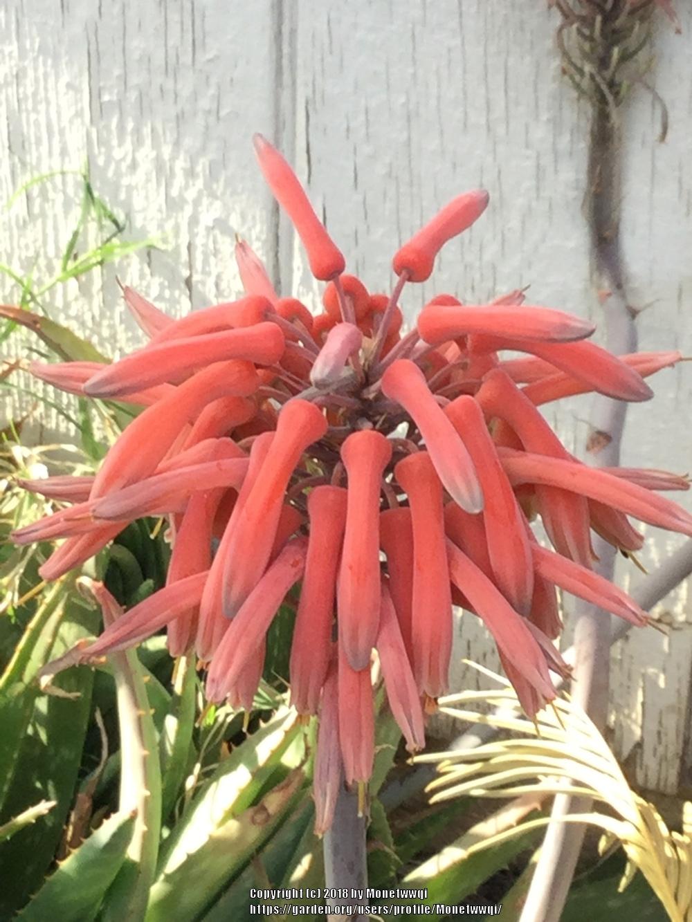 Photo of Aloes (Aloe) uploaded by Monetwwqi