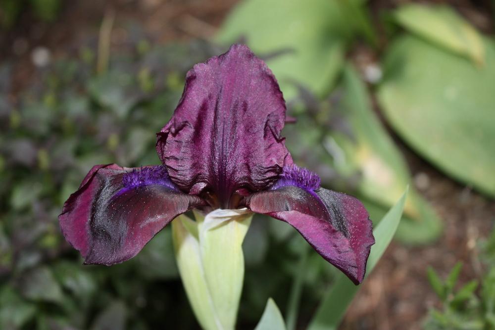 Photo of Standard Dwarf Bearded Iris (Iris 'Cherry Garden') uploaded by SuzPics