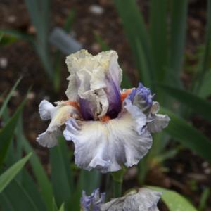 an enchanting iris!