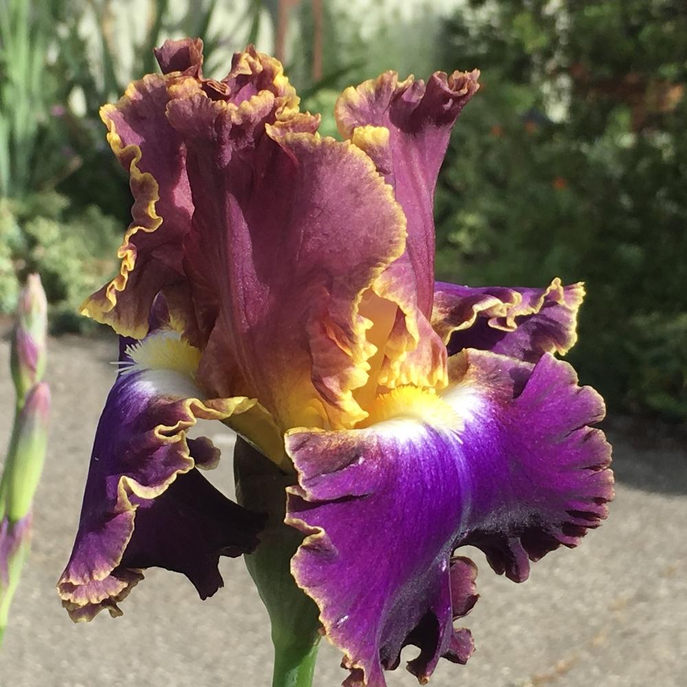 Photo of Tall Bearded Iris (Iris 'Fancy Ideas') uploaded by lilpod13