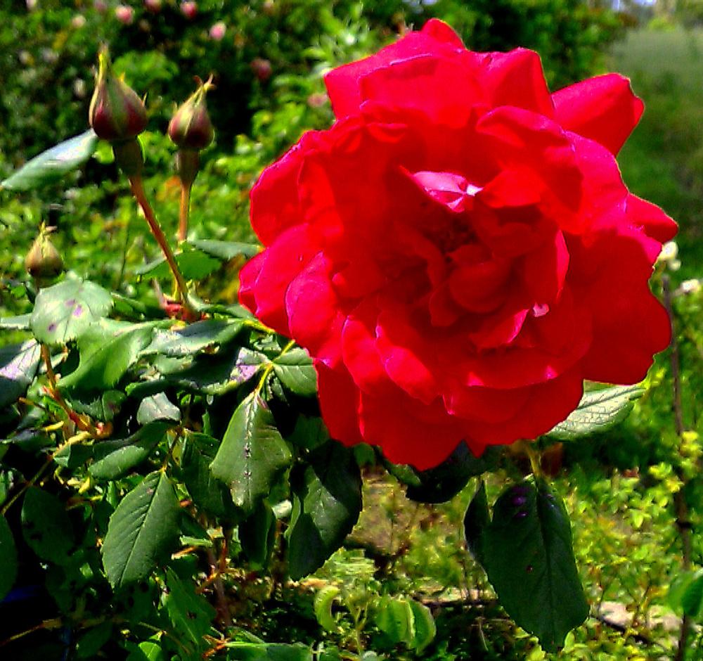 Photo of Rose (Rosa 'Blaze') uploaded by manueldalmeida
