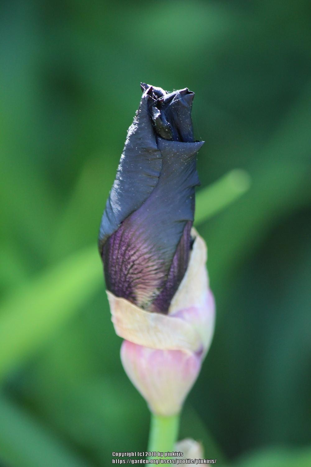 Photo of Tall Bearded Iris (Iris 'Before the Storm') uploaded by pinkiris