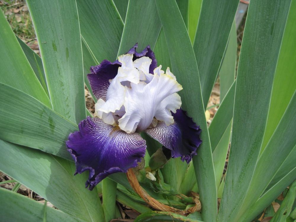 Photo of Irises (Iris) uploaded by shalyn