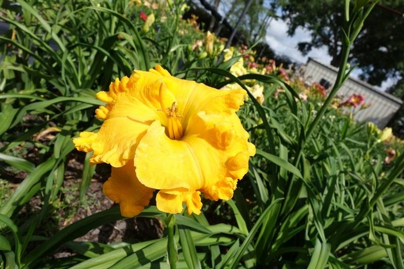 Photo of Daylily (Hemerocallis 'The Wealth of Gold') uploaded by Calif_Sue