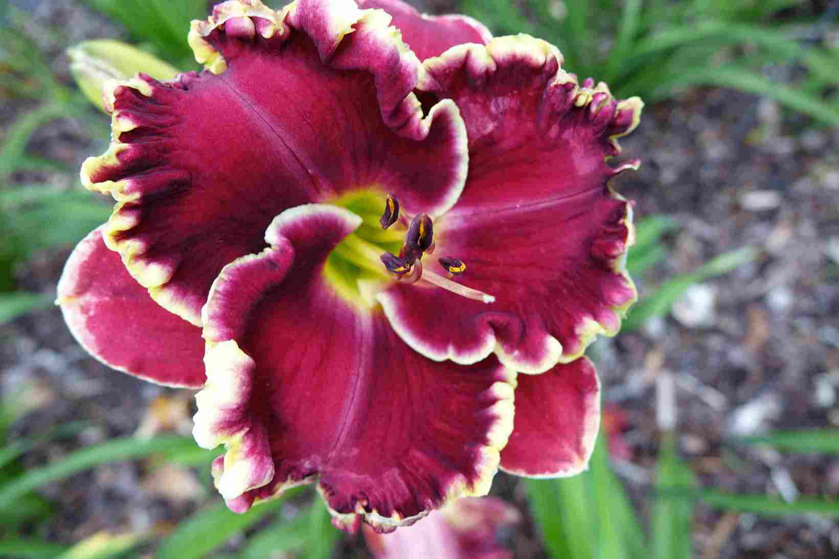 Photo of Daylily (Hemerocallis 'The Cost of Freedom') uploaded by Calif_Sue