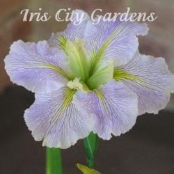 
Photo courtesy of Iris City Gardens
