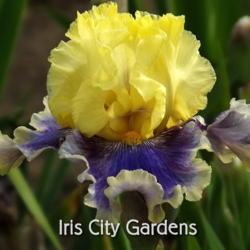 
Photo courtesy of Iris City Gardens
