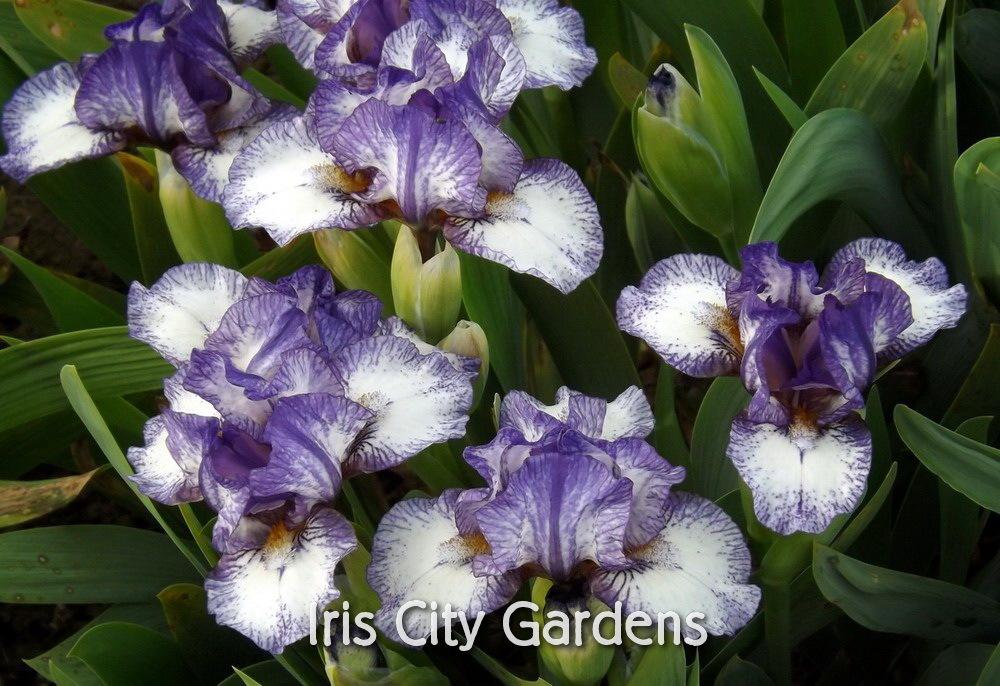 Photo of Standard Dwarf Bearded Iris (Iris 'Little Stitches') uploaded by DaylilySLP