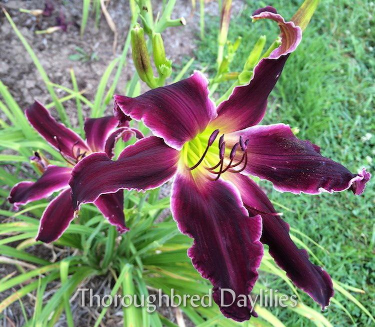 Photo of Daylily (Hemerocallis 'Purple Eclipse') uploaded by DaylilySLP