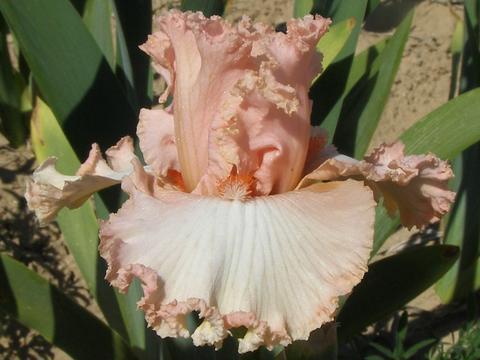 Photo of Tall Bearded Iris (Iris 'Lesley My Love') uploaded by Joy