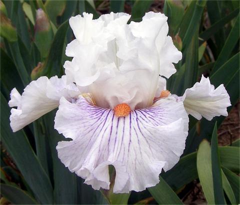 Photo of Tall Bearded Iris (Iris 'Hysteria') uploaded by Joy
