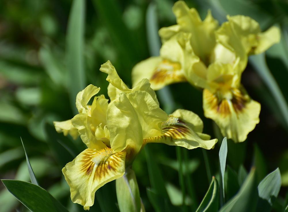 Photo of Standard Dwarf Bearded Iris (Iris 'Eyebright') uploaded by Orsola