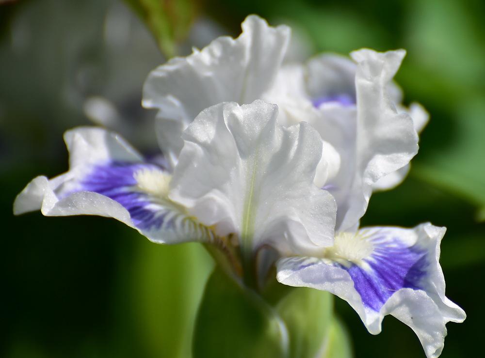 Photo of Standard Dwarf Bearded Iris (Iris 'Ajax the Less') uploaded by Orsola