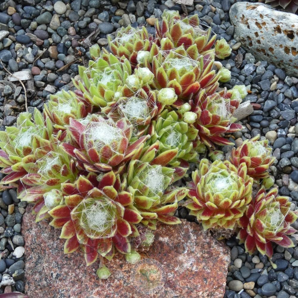 Photo of Hens and Chicks (Sempervivum 'Spangle') uploaded by Patty