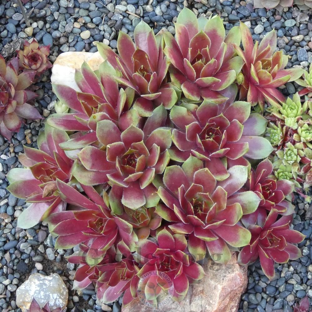 Photo of Hen and Chicks (Sempervivum 'Gay Jester') uploaded by Patty