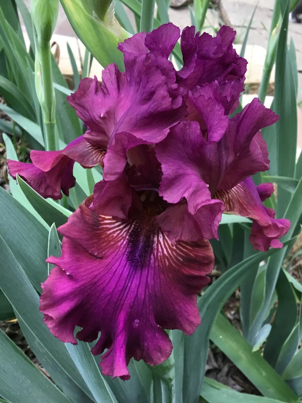 Photo of Tall Bearded Iris (Iris 'Palace Symphony') uploaded by TexasShellie