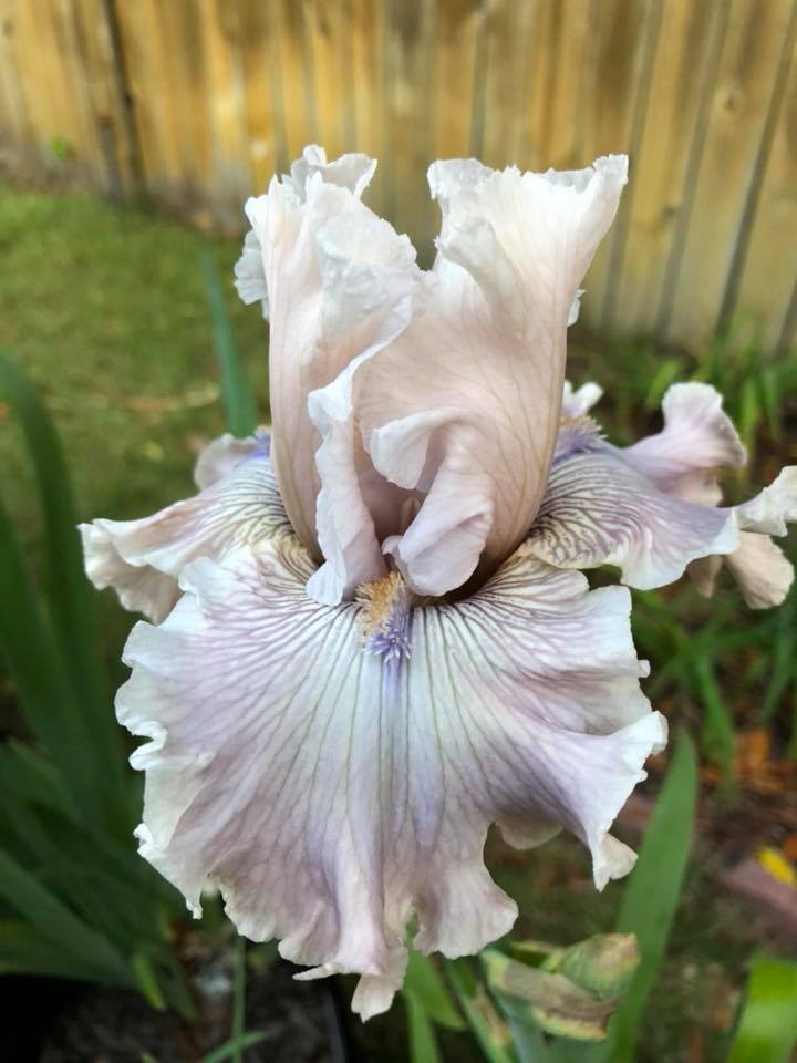 Photo of Tall Bearded Iris (Iris 'Friendly Advice') uploaded by aikenforflowers