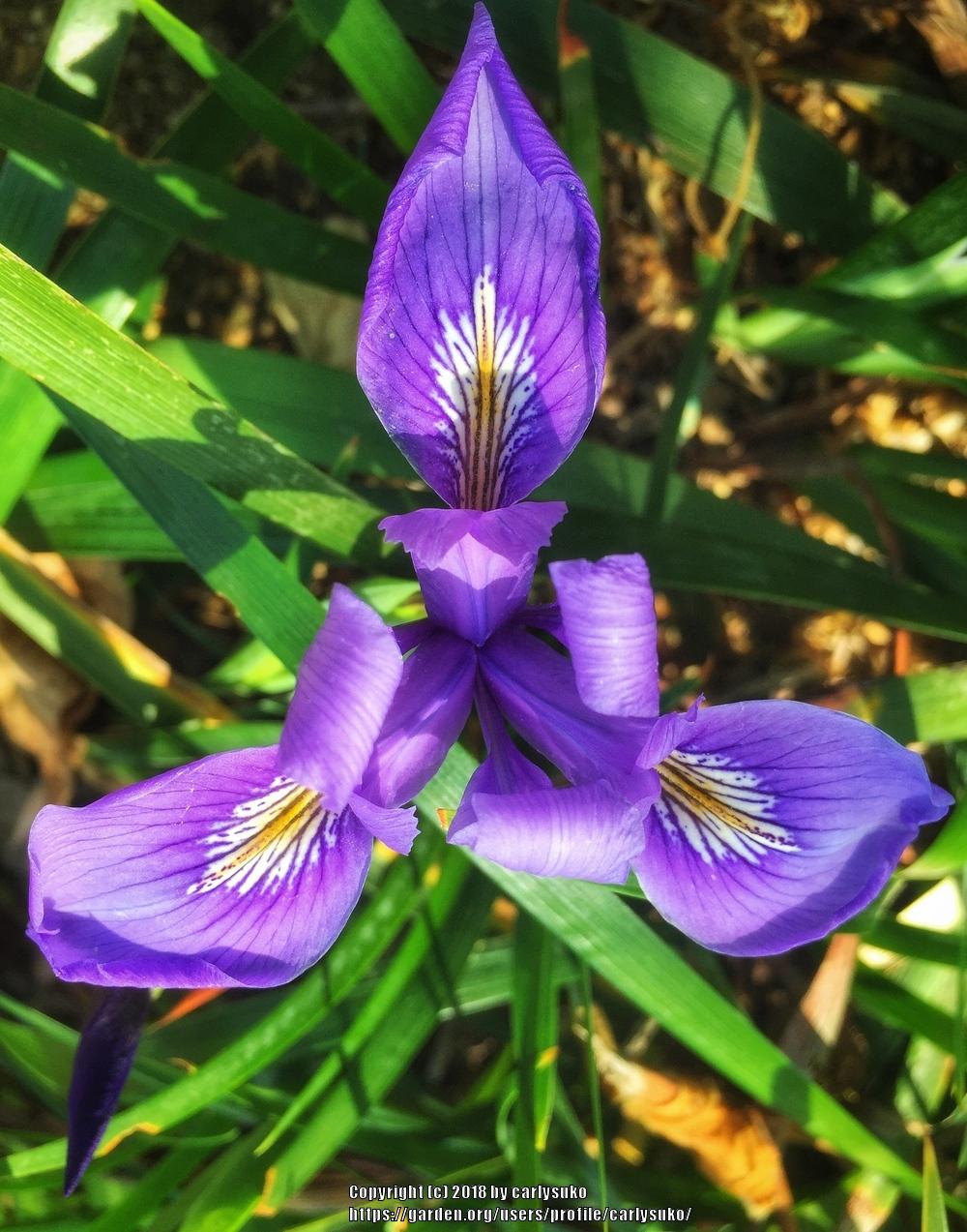 Photo of Species Iris (Iris douglasiana) uploaded by carlysuko