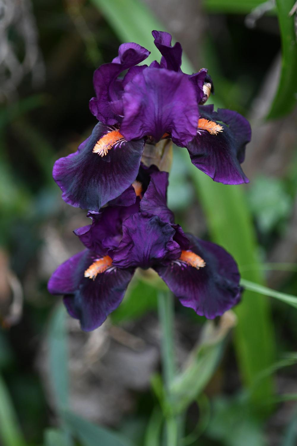 Photo of Intermediate Bearded Iris (Iris 'Garnet Slippers') uploaded by cliftoncat