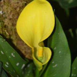 Location: Botanical Gardens of the State of Georgia...Athens, Ga
Date: 2018-05-02
Yellow Calla Lily 001