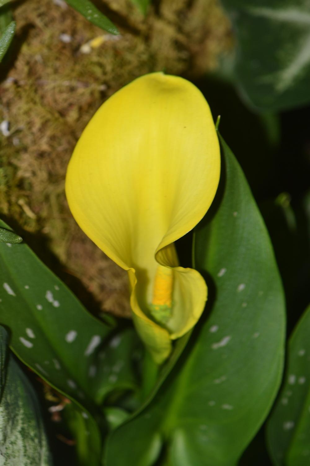 Photo of Yellow Calla Lily (Zantedeschia elliottiana) uploaded by dawiz1753