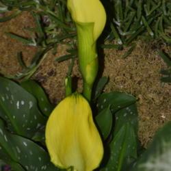 Location: Botanical Gardens of the State of Georgia...Athens, Ga
Date: 2018-05-02
Yellow Calla Lily 002