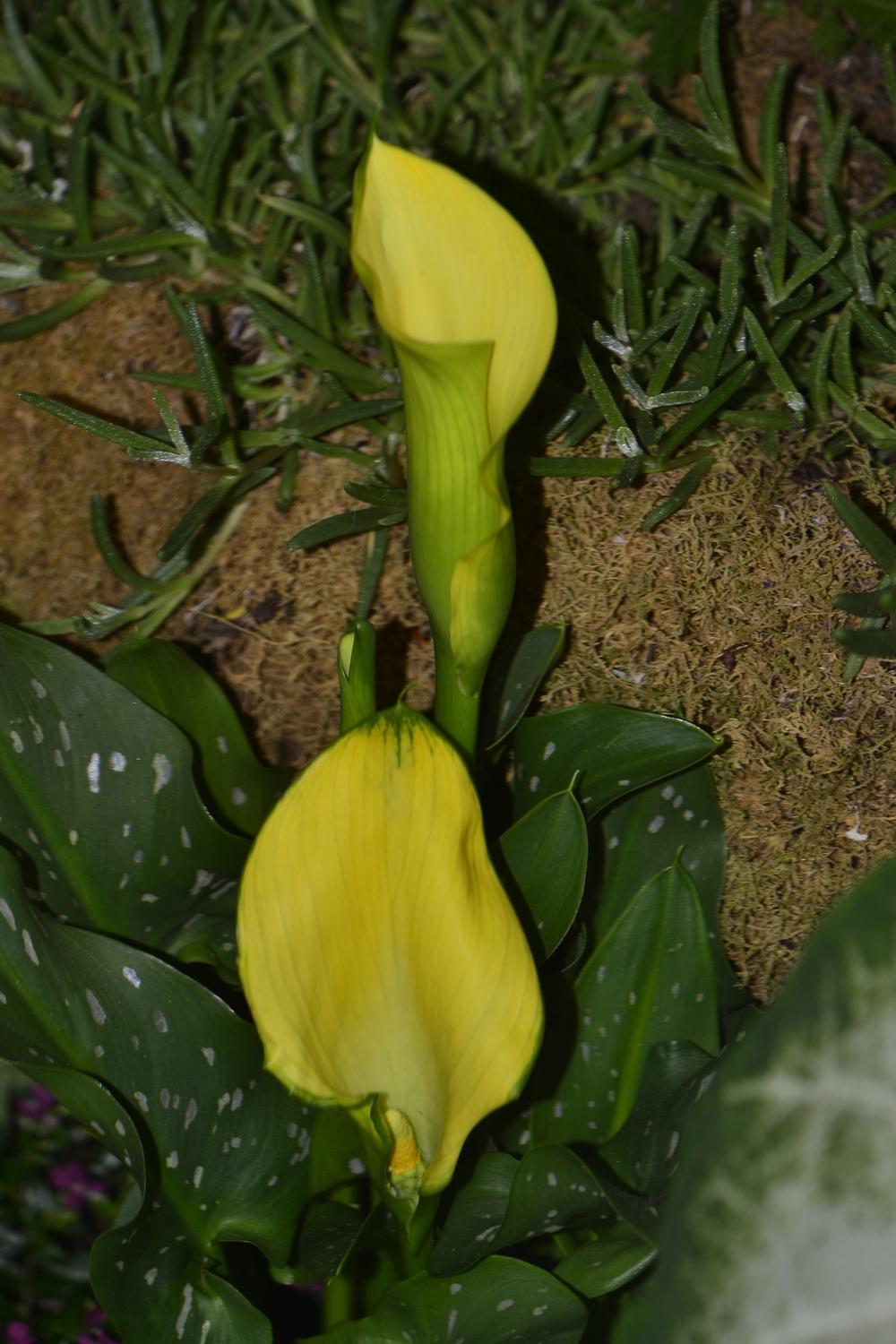 Photo of Yellow Calla Lily (Zantedeschia elliottiana) uploaded by dawiz1753