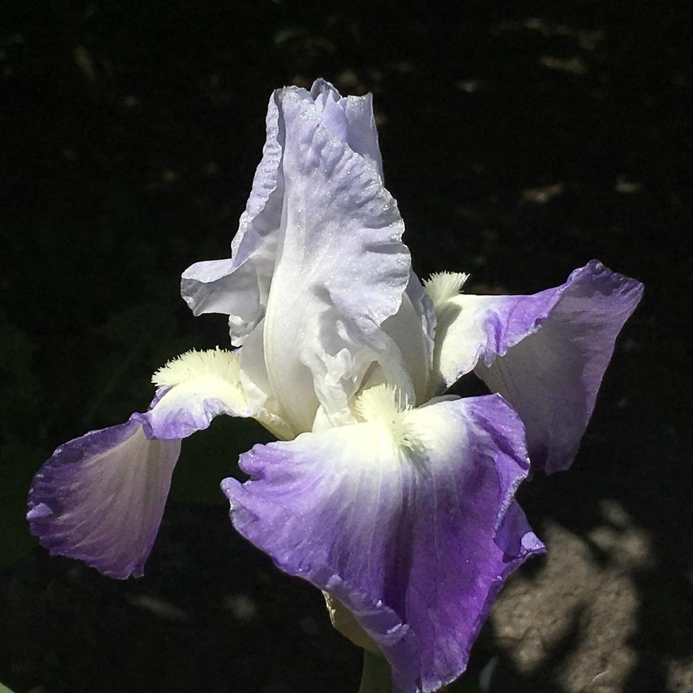 Photo of Tall Bearded Iris (Iris 'Clarence') uploaded by lilpod13