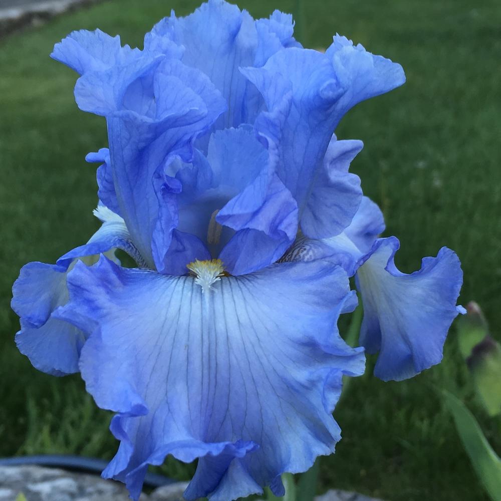 Photo of Tall Bearded Iris (Iris 'Absolute Treasure') uploaded by lilpod13