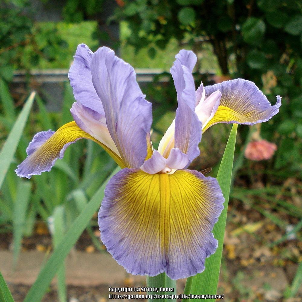 Photo of Spuria Iris (Iris 'Highline Amethyst') uploaded by lovemyhouse