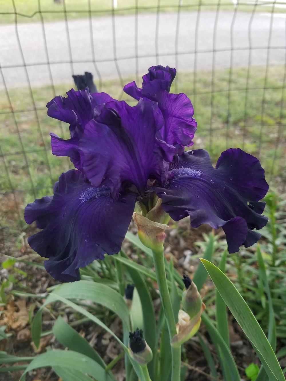 Photo of Tall Bearded Iris (Iris 'Shadows of Night') uploaded by of_Sunshine