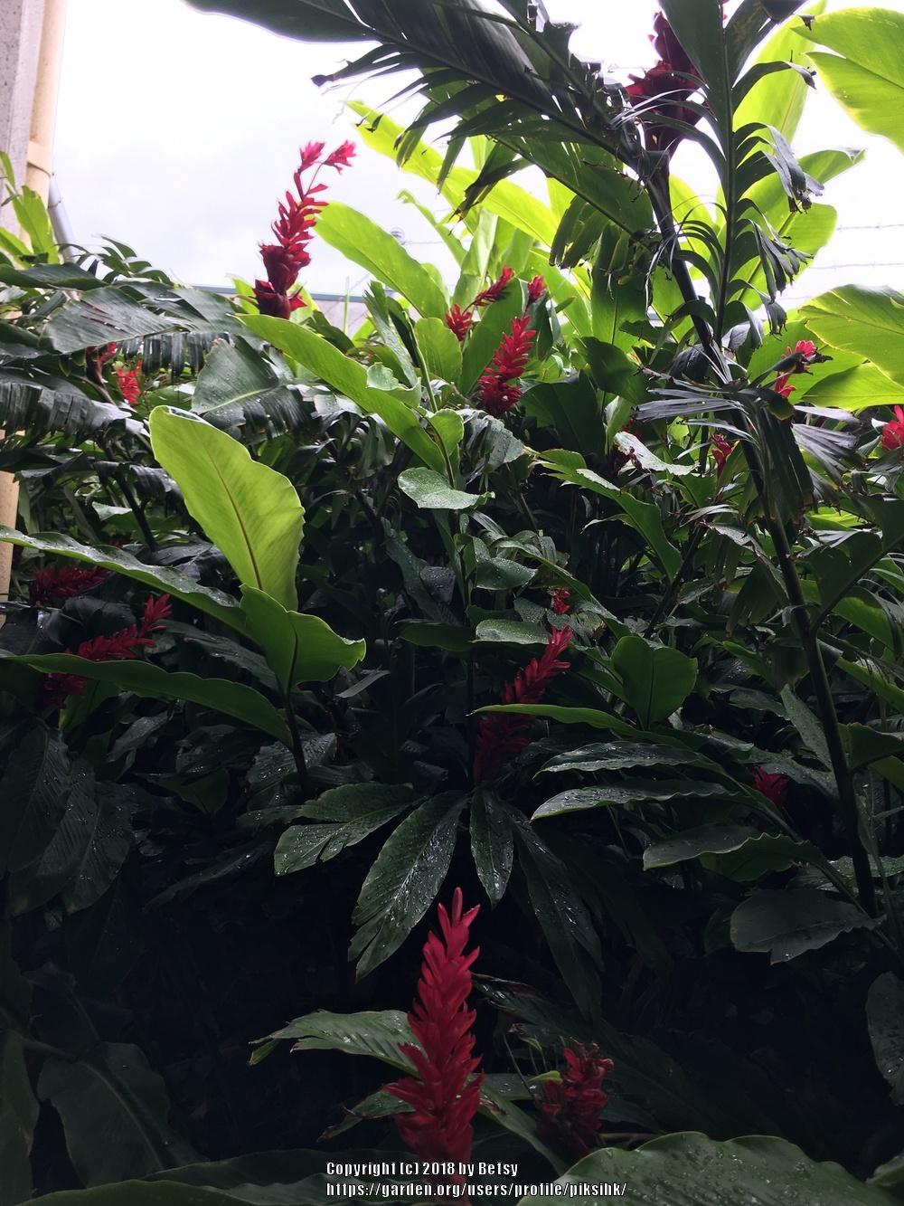 Photo of Red Ginger (Alpinia purpurata) uploaded by piksihk