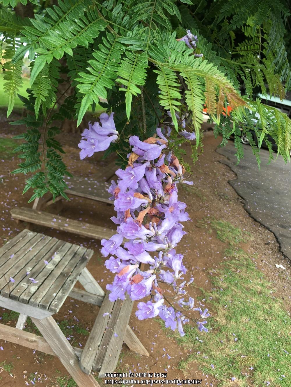 Photo of Jacaranda (Jacaranda mimosifolia) uploaded by piksihk