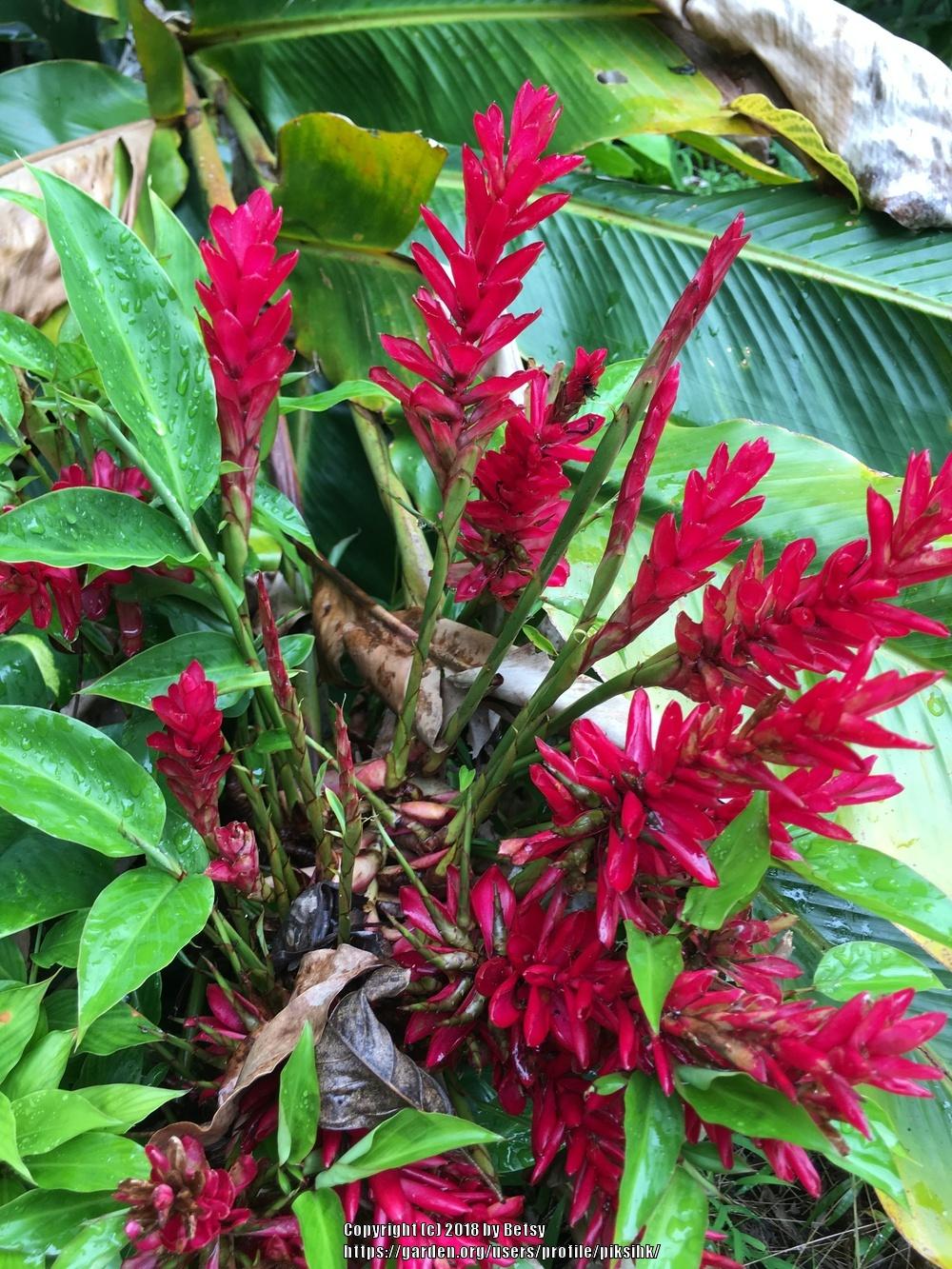Photo of Red Ginger (Alpinia purpurata) uploaded by piksihk