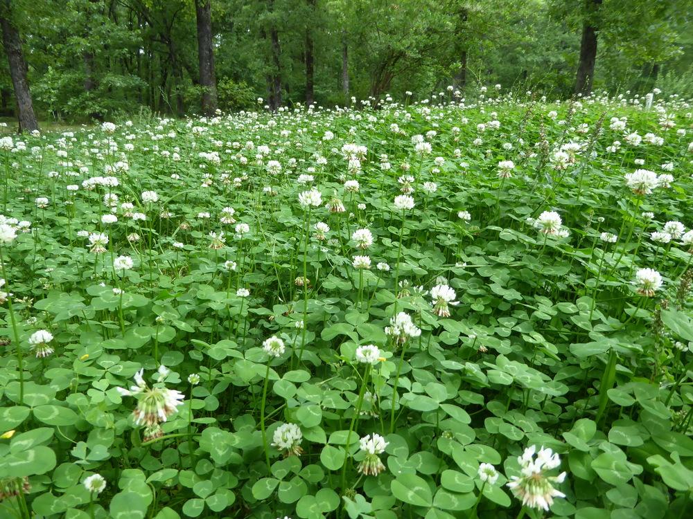 Photo of White Clover (Trifolium repens) uploaded by wildflowers
