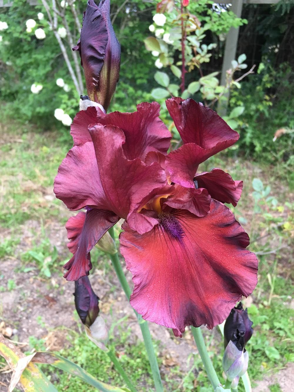 Photo of Tall Bearded Iris (Iris 'Red Dirt Road') uploaded by Calif_Sue