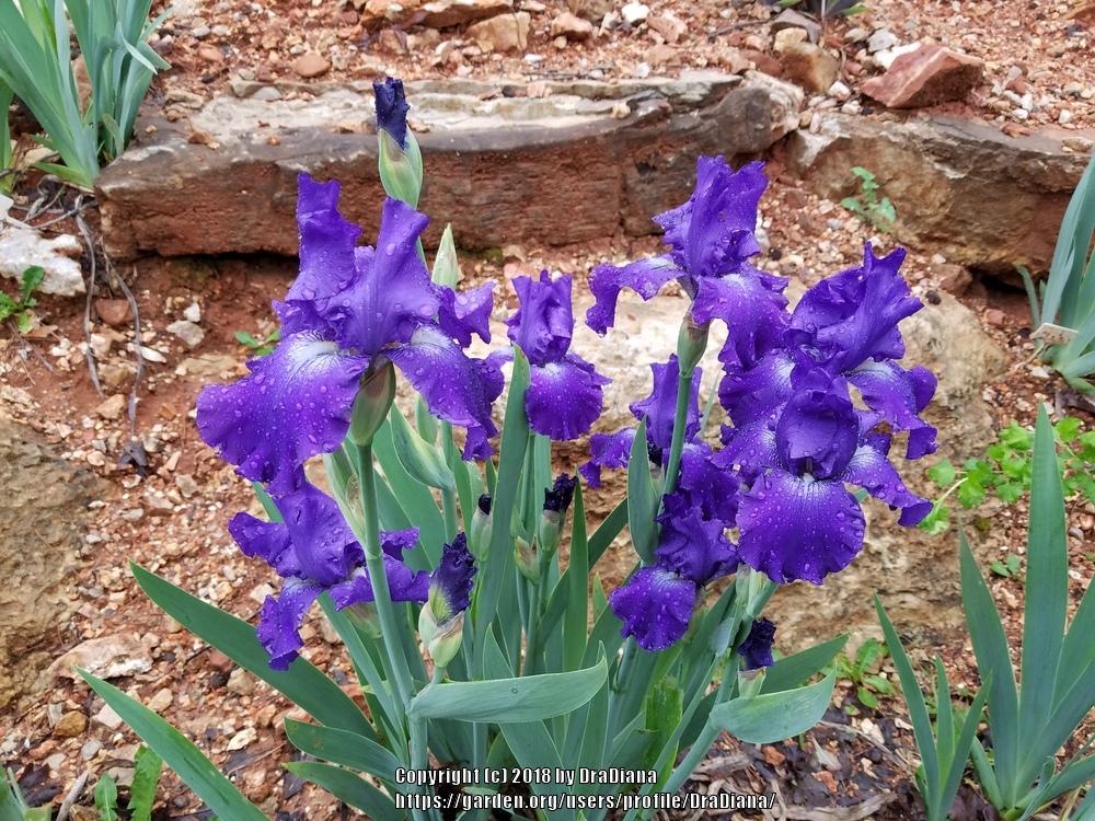 Photo of Tall Bearded Iris (Iris 'Stellar Lights') uploaded by DraDiana